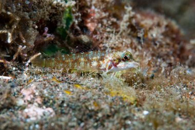 Ağaç Ağacı Helcogramma sp. Endonezya