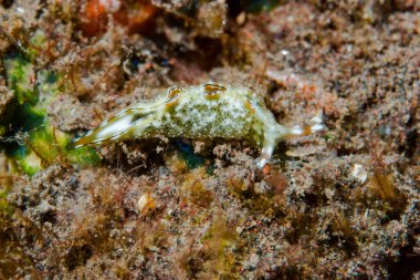 Elysia ornata Deniz Sümüklüböceği