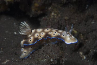 Hypselodoris tryoni Çıplak Endonezya