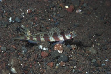 Geniş bantlı Karides-Goby Amblyeleotris periophthalma