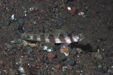 Geniş bantlı karides-goby (Amblyeleotris periophthalma) gibi karides-gobiler siyah kum habitatlarında çok sık rastlanır.