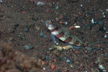 Geniş bantlı Karides-Goby Amblyeleotris periophthalma