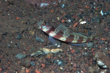 Geniş bantlı Karides-Goby Amblyeleotris periophthalma