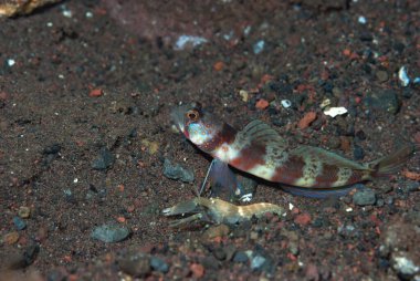 Geniş bantlı Karides-Goby Amblyeleotris periophthalma