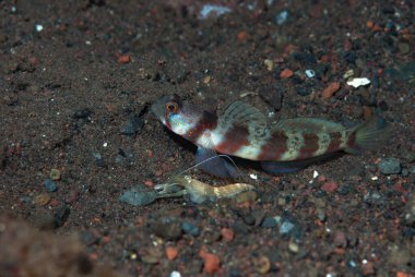 Geniş bantlı Karides-Goby Amblyeleotris periophthalma