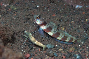 Geniş bantlı Karides-Goby Amblyeleotris periophthalma