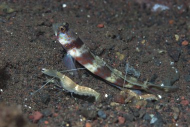 Geniş bantlı Karides-Goby Amblyeleotris periophthalma
