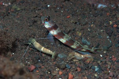 Geniş bantlı Karides-Goby Amblyeleotris periophthalma