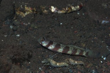 Geniş bantlı Karides-Goby Amblyeleotris periophthalma