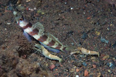 Geniş bantlı Karides-Goby Amblyeleotris periophthalma