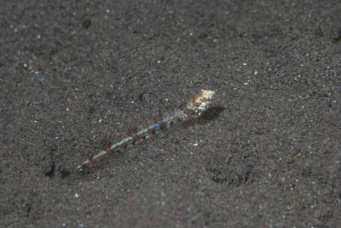 Resif kertenkelesi Synodus varyasyonu