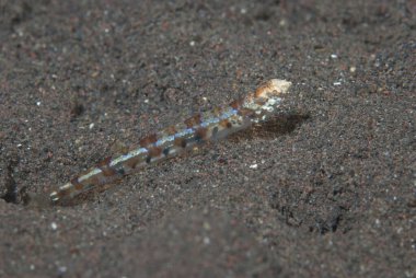 Resif kertenkelesi Synodus varyasyonu