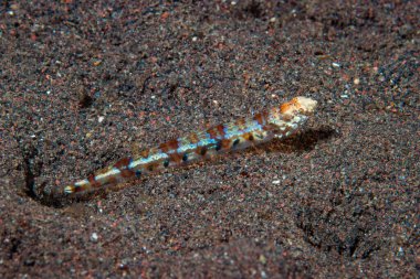 Resif kertenkelesi Synodus varyasyonu