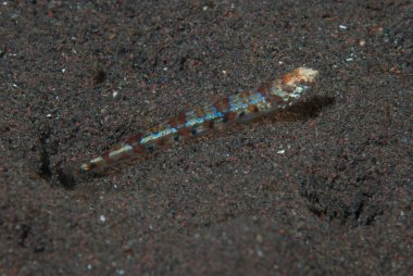 Reef lizardfish Synodus variegatus clipart