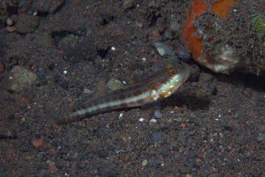 Portakal lekeli uykucu Goby Valenciennea puellaris