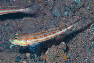 Portakal lekeli uykucu Goby Valenciennea puellaris