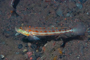 Portakal lekeli uykucu Goby Valenciennea puellaris