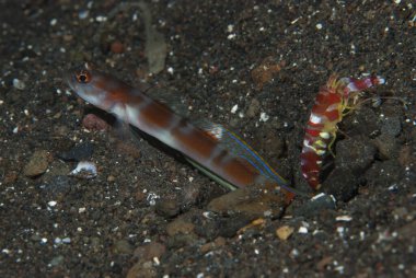 Bayrak Kuyruklu Karides Goby Amblyeleotris Yanoi