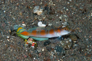 Bayrak Kuyruklu Karides Goby Amblyeleotris Yanoi