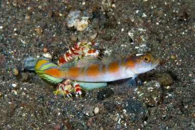 Bu Bayrak Kuyruklu Karides-Goby (Amblyeleotris yanoi) gibi karides-gobiler siyah kum habitatlarında çok sık rastlanır.