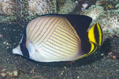 Boş Kelebek Balığı Chaetodon vagabundus