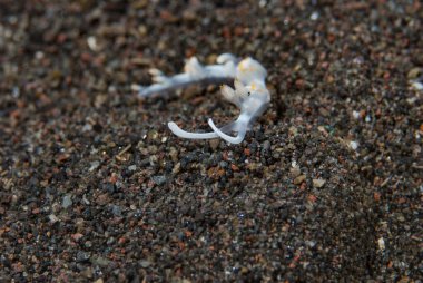 Flabellina iki renkli Çıplak Endonezya