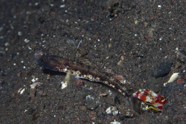 Bayrak-Fin Karides-Goby Tomiyamichthyis sp 2