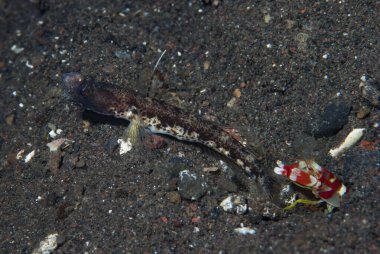 Bayrak-Fin Karides-Goby Tomiyamichthyis sp 2