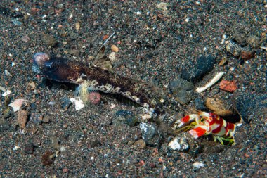 Bayrak-Fin Karides-Goby Tomiyamichthyis sp 2