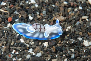 Mikromelo cf. veriyi çıkart Deniz Sümüklüböceği