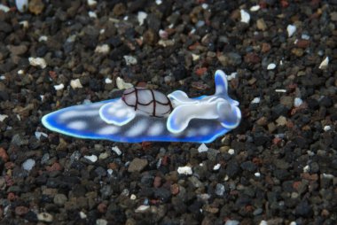 Mikromelo cf. veriyi çıkart Deniz Sümüklüböceği