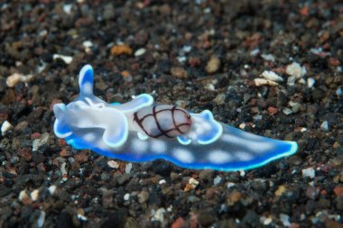 Mikromelo cf. veriyi çıkart Deniz Sümüklüböceği