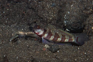 Geniş bantlı Karides-Goby Amblyeleotris periophthalma