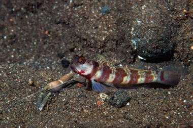 Geniş bantlı Karides-Goby Amblyeleotris periophthalma