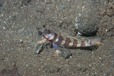Geniş bantlı karides-goby (Amblyeleotris periophthalma) gibi karides-gobiler siyah kum habitatlarında çok sık rastlanır.