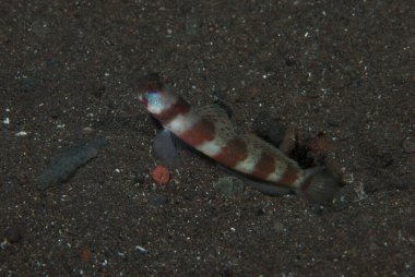 Geniş bantlı Karides-Goby Amblyeleotris periophthalma