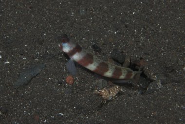 Geniş bantlı Karides-Goby Amblyeleotris periophthalma