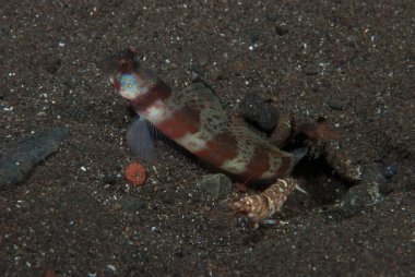 Geniş bantlı Karides-Goby Amblyeleotris periophthalma