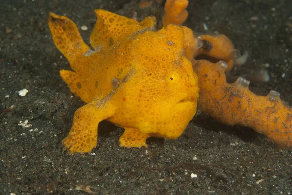 Çoğu boyanmış kurbağa balığı (Antennarius pictus) yakından süngere benzer.