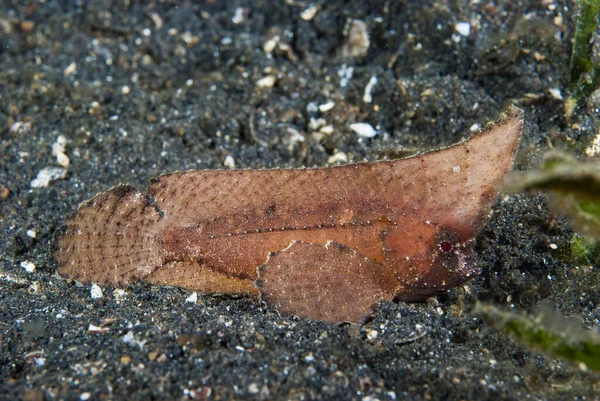 Dikenli Yaban Arısı Balığı Ablaby 'ler macracanthus