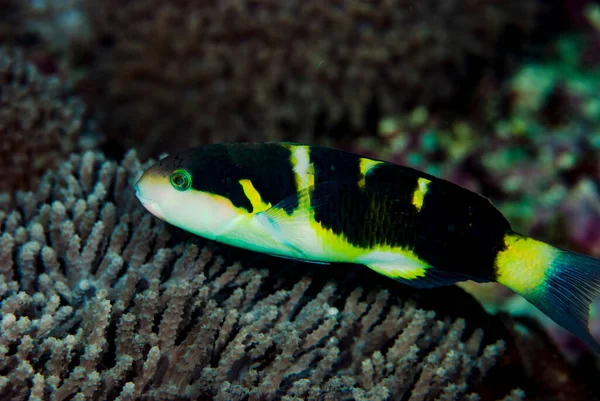 Jansen 'in Wrasse Thalassoma Jansenii' si