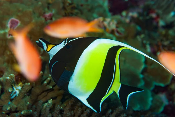 Moorish Idol Zanclus Cornutus — Stock fotografie