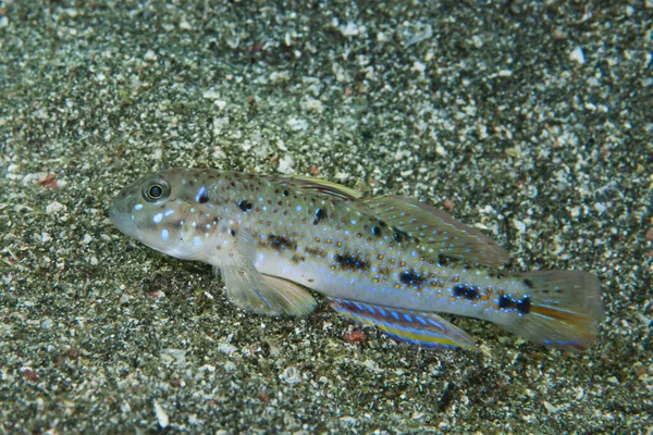 Güzel Lagoon-Goby Oplopomus oplopomus