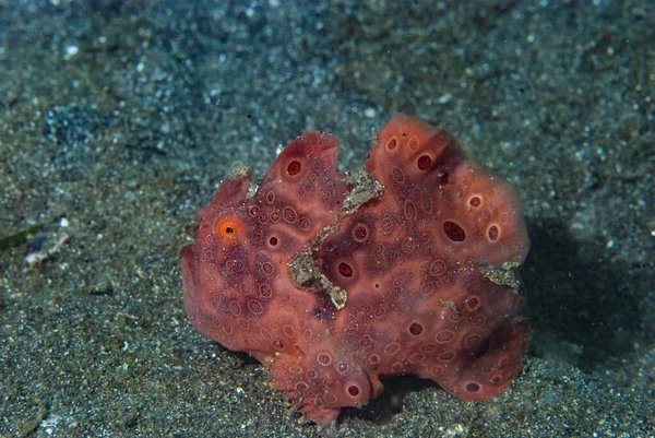 Çoğu boyanmış kurbağa balığı (Antennarius pictus) yakından süngere benzer.