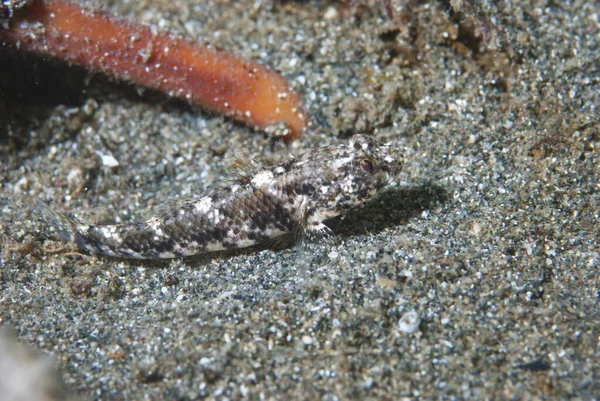 Siyah-Boyun Karides-goby Cryptocentrus anlaşılmaz