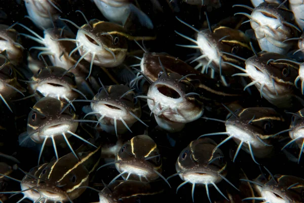 Ryby Gatunku Plotosus Lineatus Paski — Zdjęcie stockowe