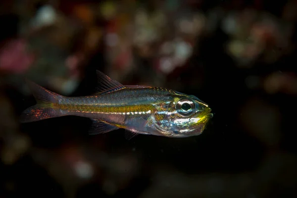 Sarı bantlı Kardinalbalığı Ostorhinchus nanus