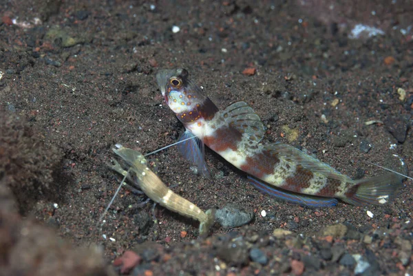 Geniş bantlı Karides-Goby Amblyeleotris periophthalma