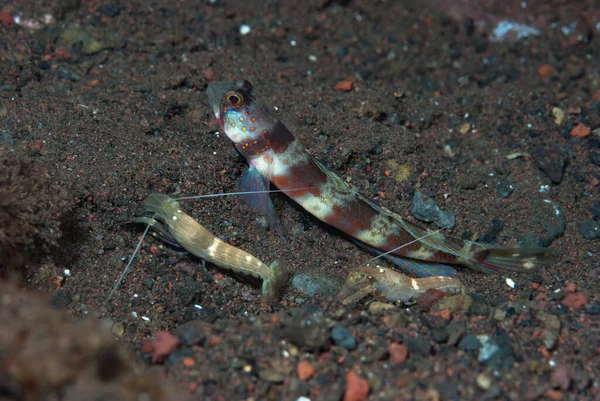 Geniş bantlı Karides-Goby Amblyeleotris periophthalma