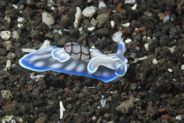 Mikromelo cf. veriyi çıkart Deniz Sümüklüböceği